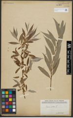 Foto von Salix alba L.